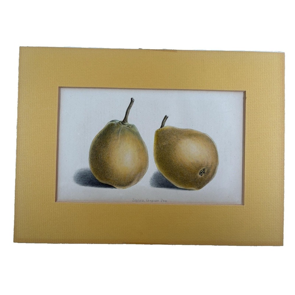 1883 litho page Zephirin Gregoire Pears Hand colored Horticultural society READ